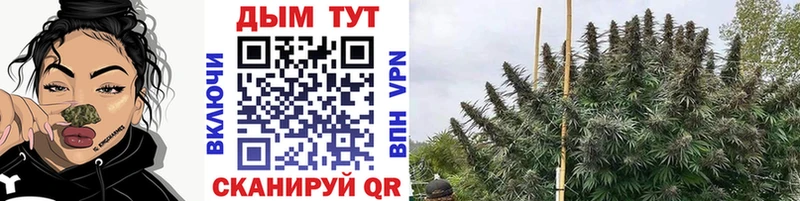 Бошки марихуана план  Купить закладки  Новопавловск 